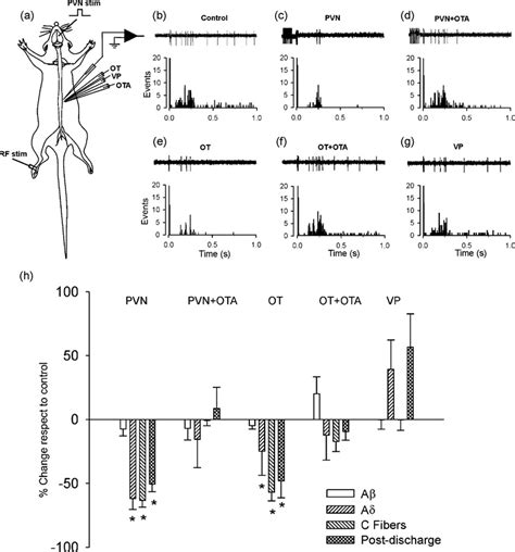 rf stimulation neurons